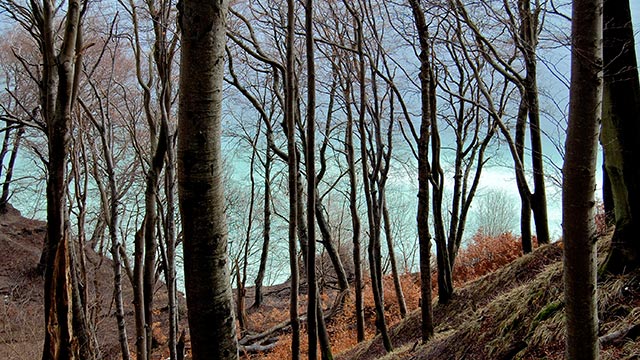 Buchenwald und Kreideküste auf Rügen